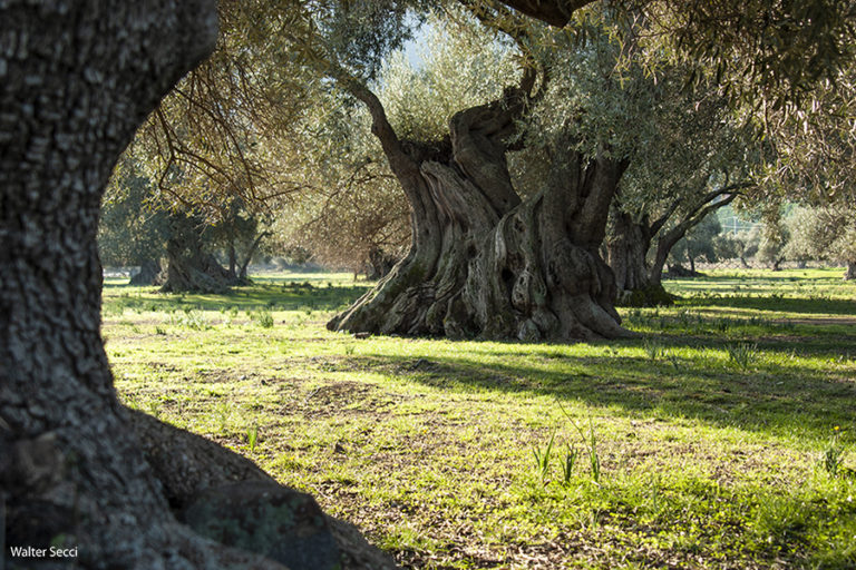 Visita Uliveto S'Ortu Mannu