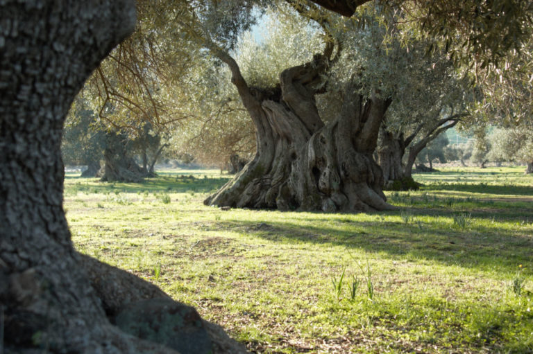 Villamassargia: S'Ortu Mannu