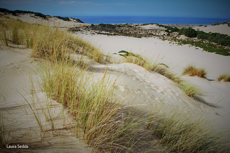 Dune di Piscinas