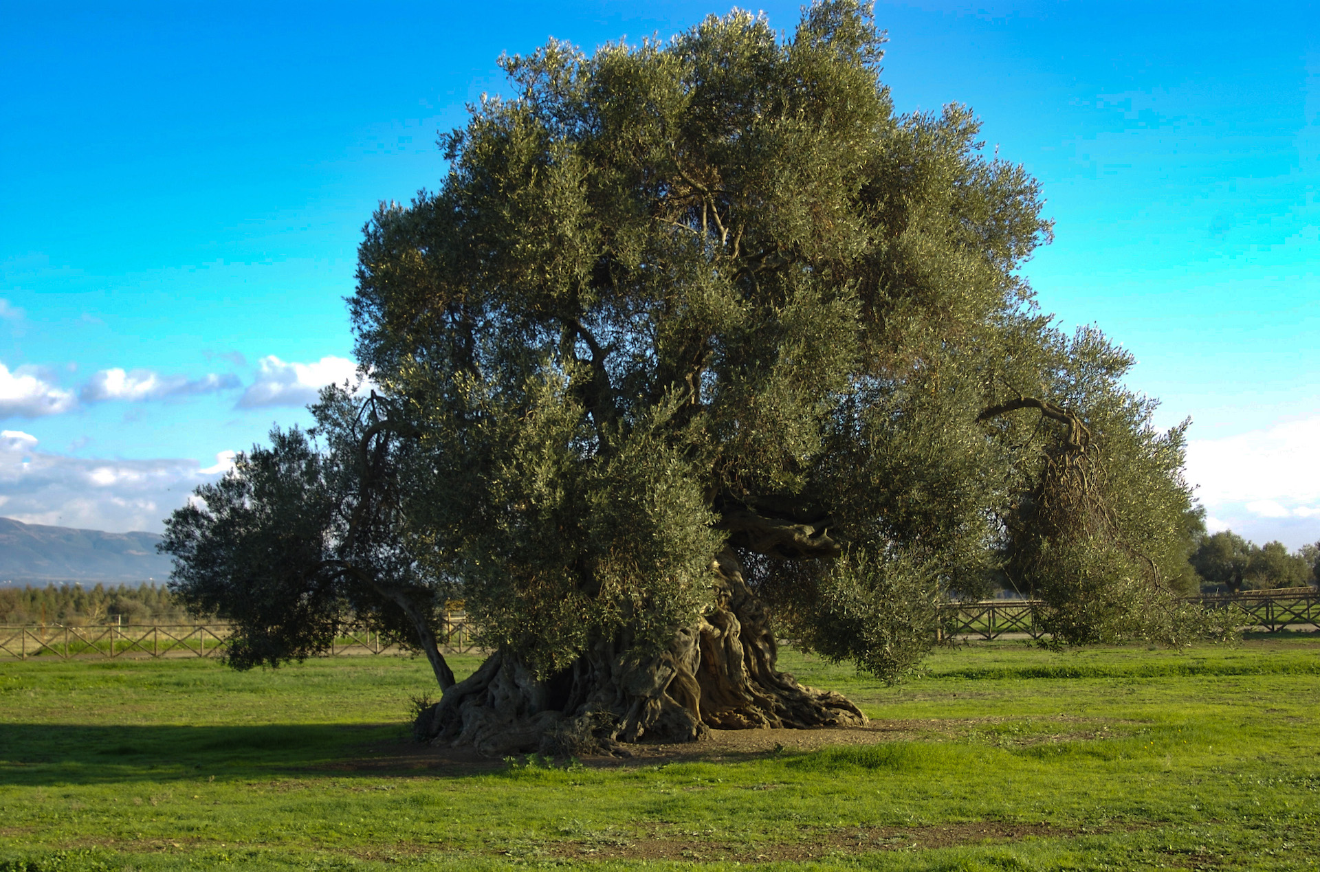 Villamassargia - Il paese degli ulivi monumentali - immagine 22
