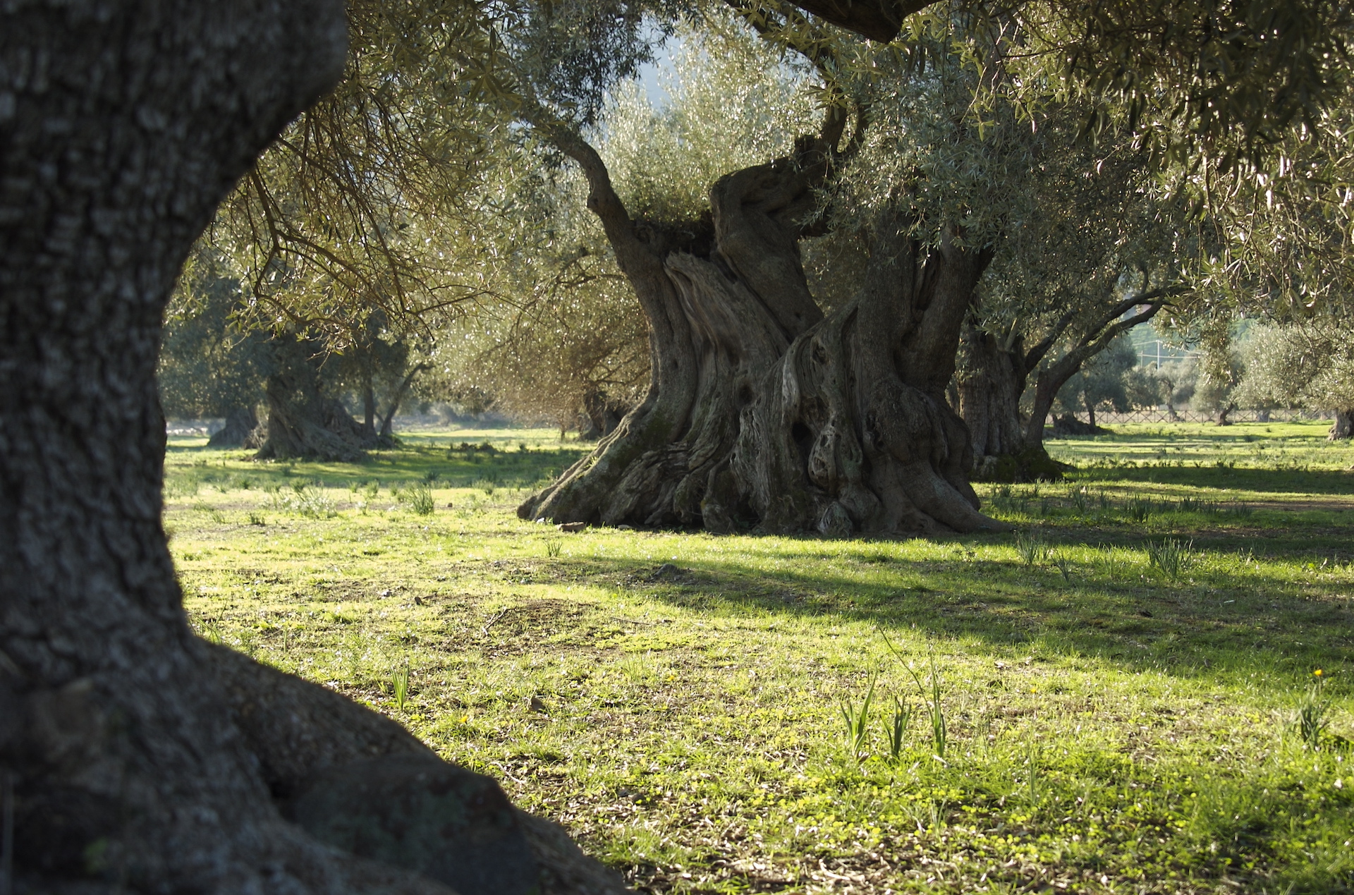 Dialoghi e danza tra gli ulivi di S’Ortu Mannu - immagine 2