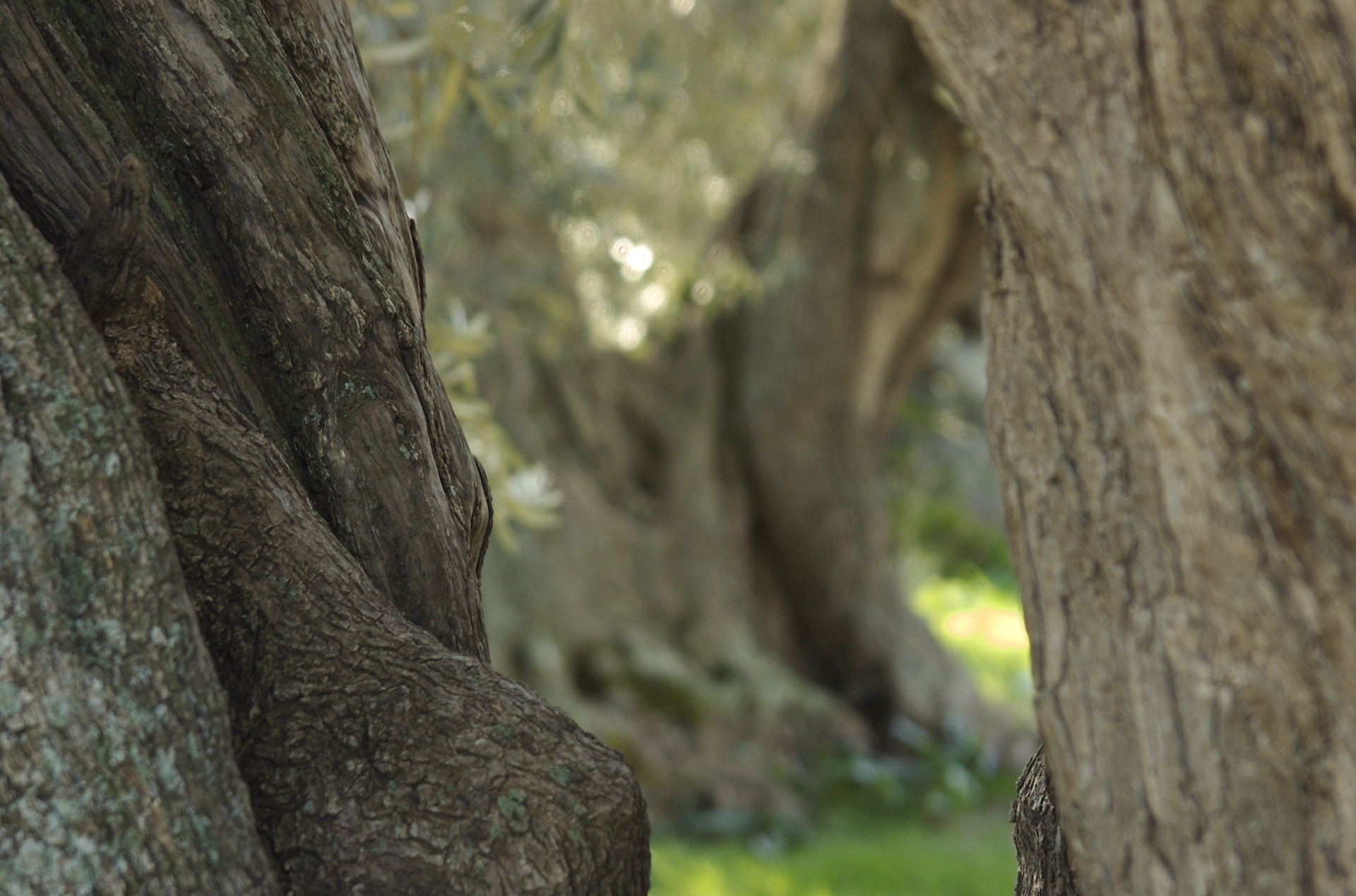 Dialoghi e danza tra gli ulivi di S’Ortu Mannu - immagine 4