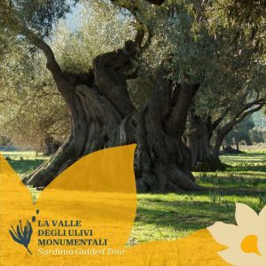 La valle degli ulivi monumentali