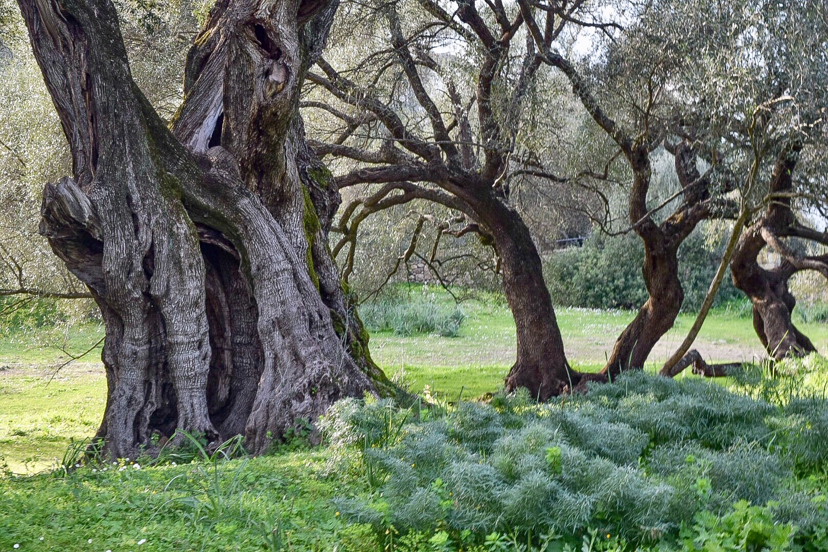 Dialoghi Di Botanica Gli Alberi Monumentali L Altra Sardegna Dialoghi Di Botanica Gli Alberi Monumentali L Altra Sardegna
