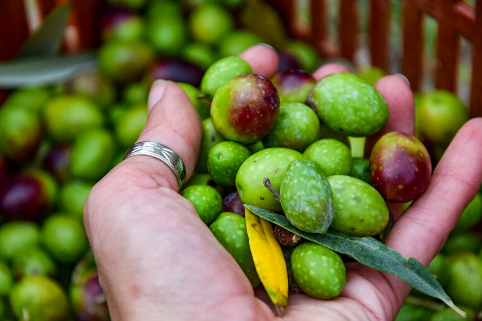 Camminata del gusto tra gli ulivi secolari - immagine 9
