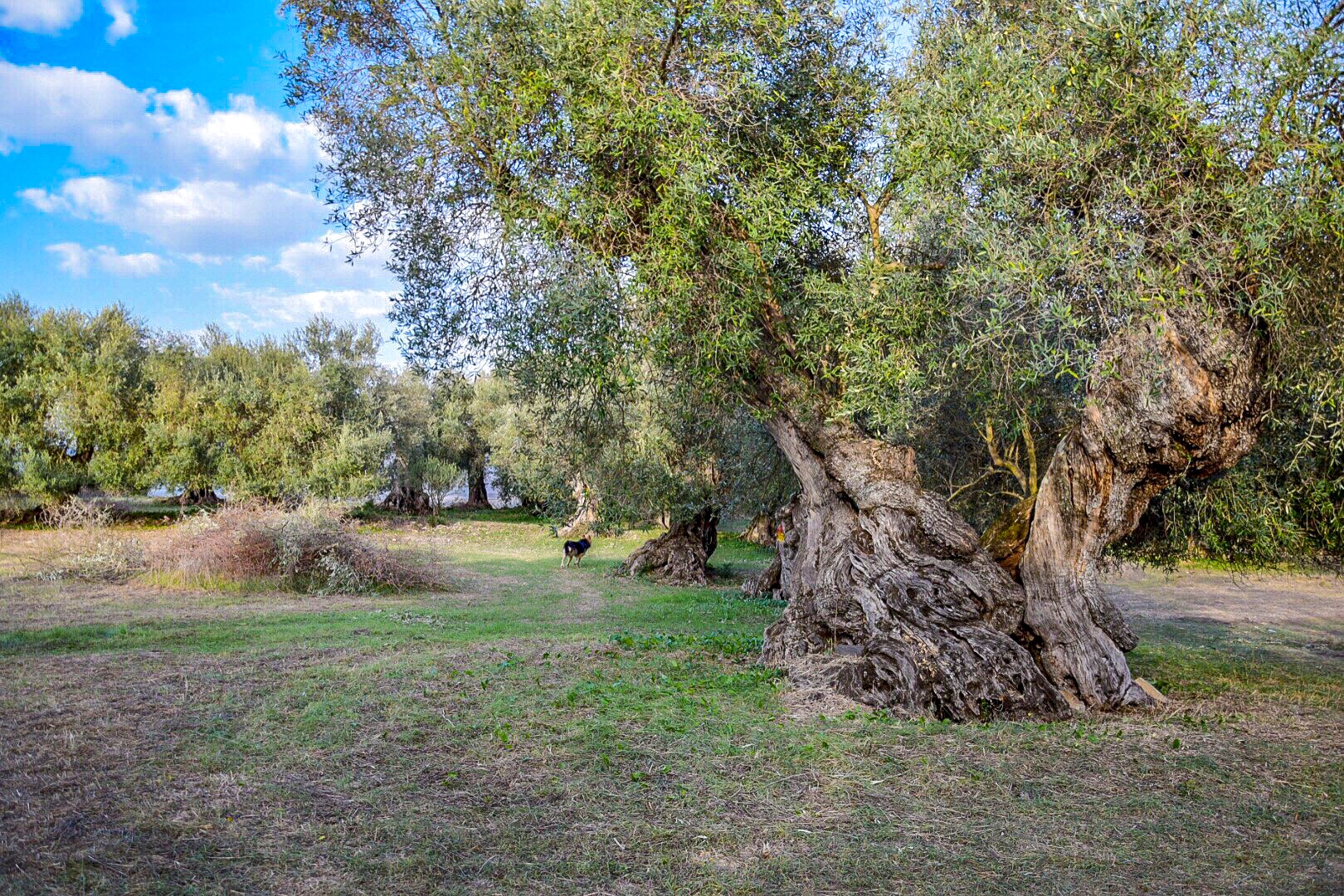 Camminata del gusto tra gli ulivi secolari - immagine 7
