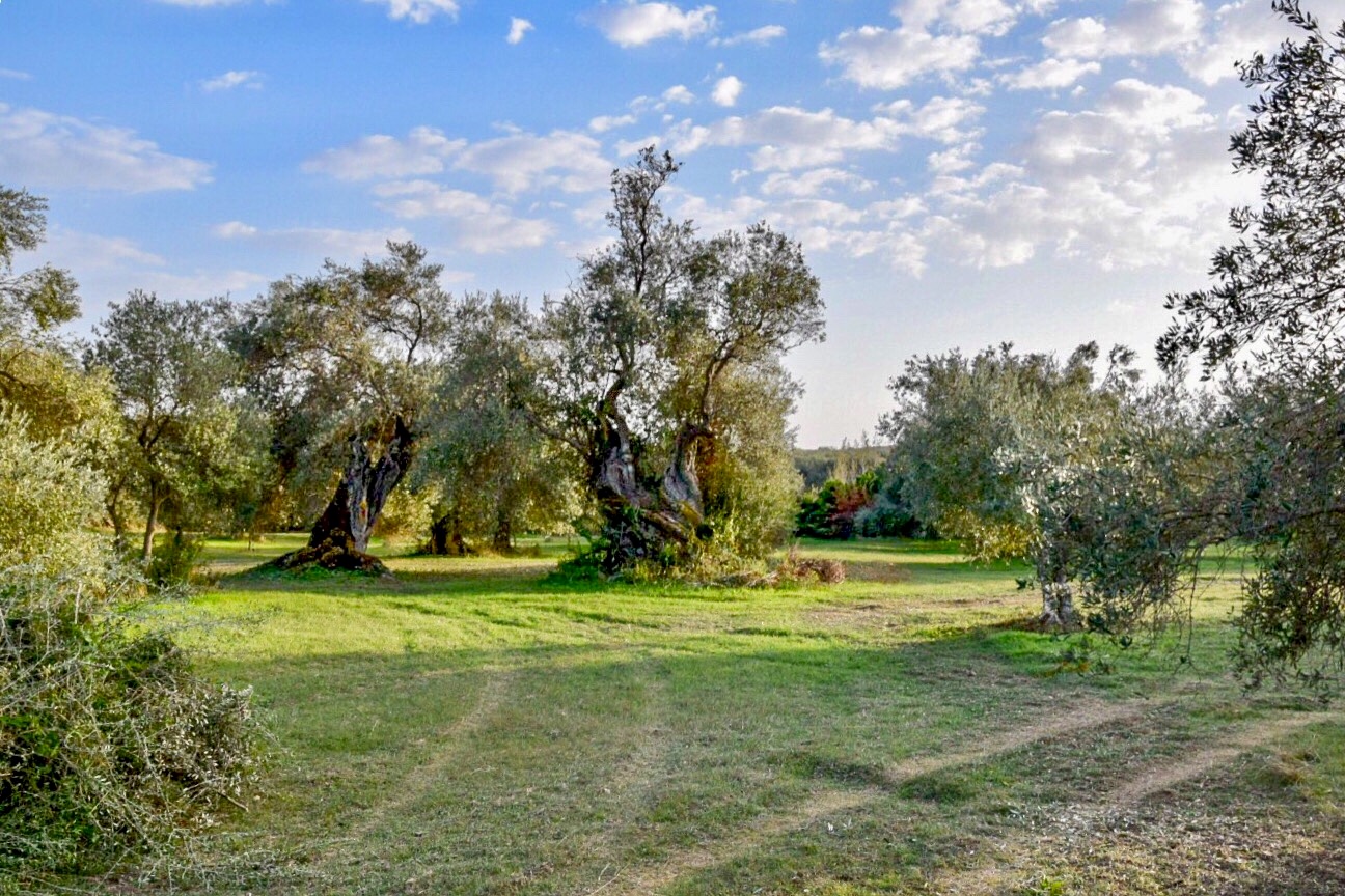 Camminata del gusto tra gli ulivi secolari - immagine 4