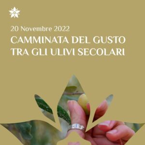 Camminata del gusto tra gli ulivi secolari