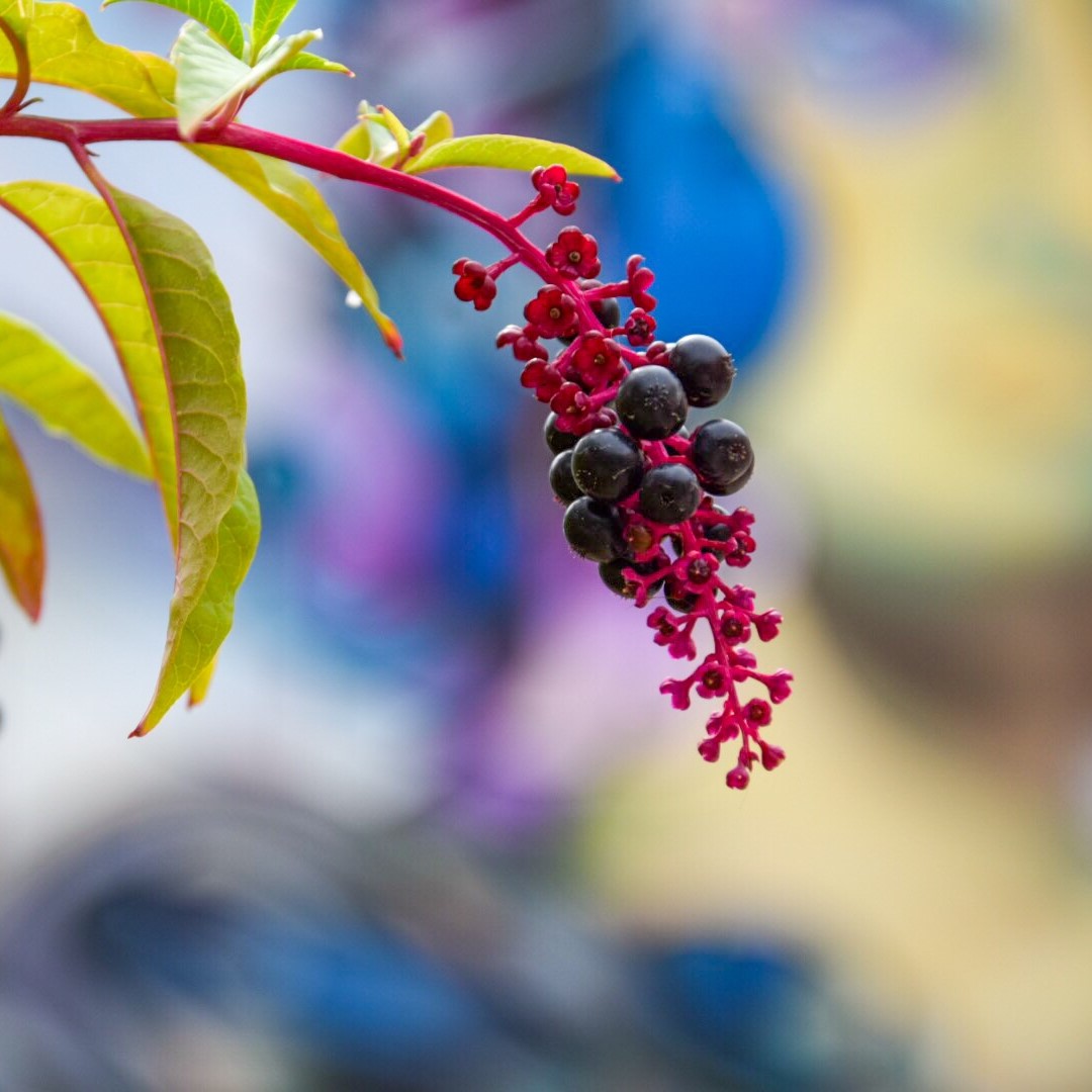 Street Art Tour a San Gavino tra murales e botteghe del gusto - immagine 14