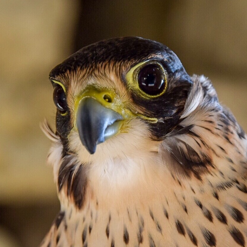 Falconiere per un giorno in Sardegna - immagine 5