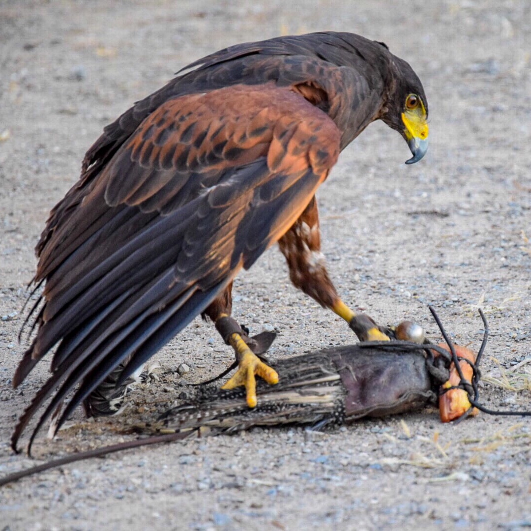 San Gavino Monreale - falconiere per un giorno