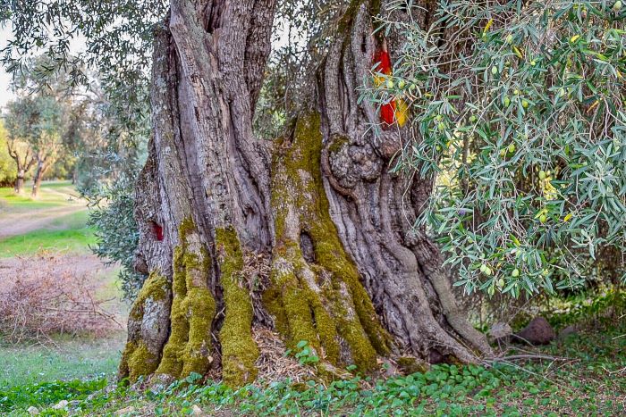 Dialoghi di Botanica: gli Alberi Monumentali - immagine 5