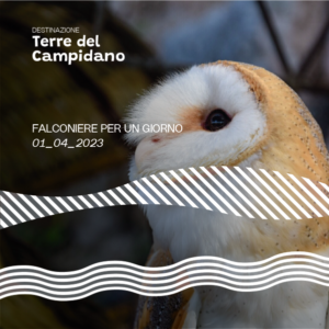 Falconiere per un giorno: incontro con i falchi e il volto di Eleonora d'Arborea