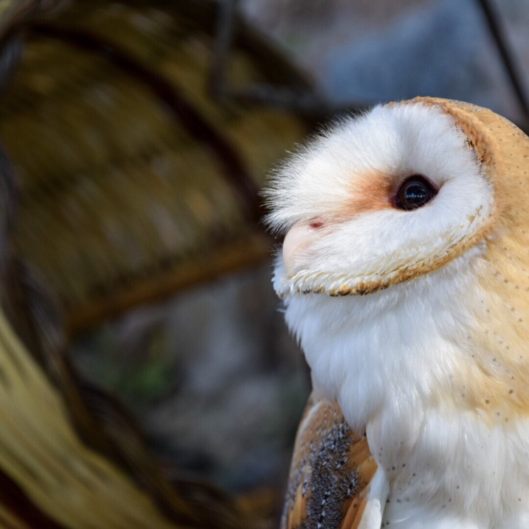 Falconiere per un giorno