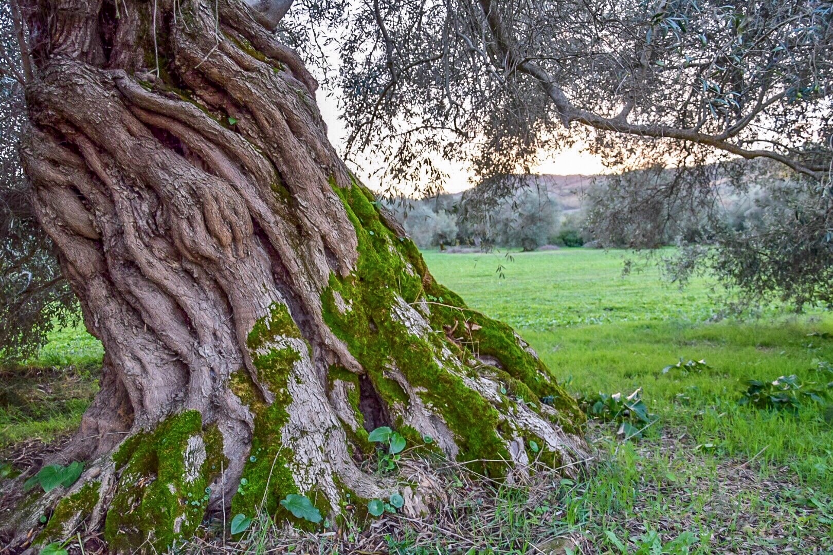 Dialoghi di Botanica: gli Alberi Monumentali - immagine 9