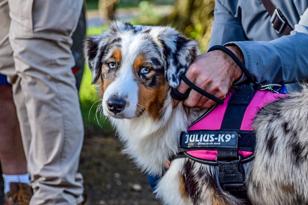 Dialoghi di Botanica: gli Alberi Monumentali - immagine 10