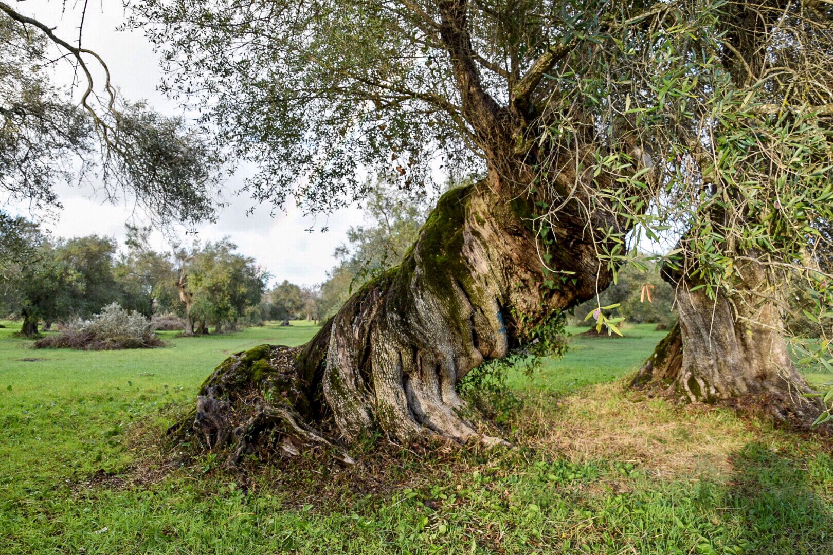 Dialoghi di Botanica: gli Alberi Monumentali - immagine 22