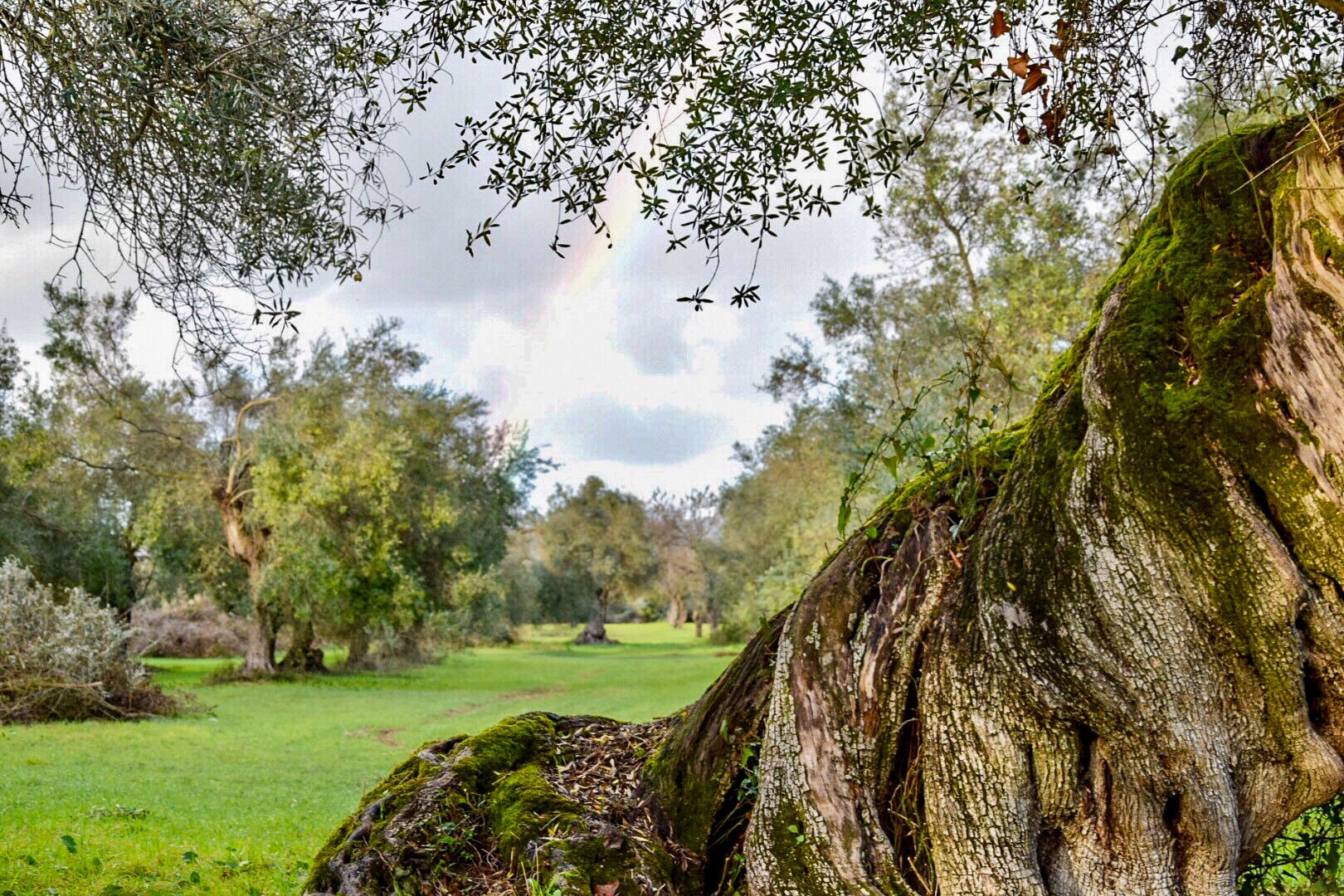 Dialoghi di Botanica: gli Alberi Monumentali - immagine 20