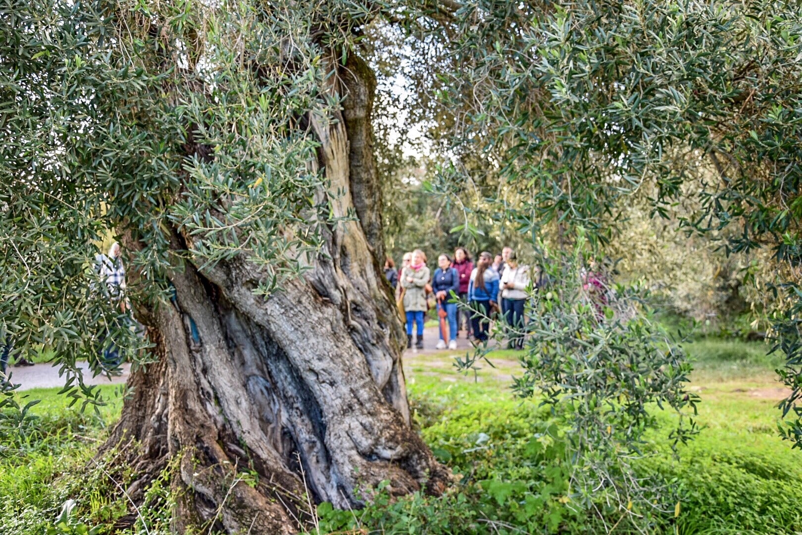 Dialoghi di Botanica: gli Alberi Monumentali - immagine 21
