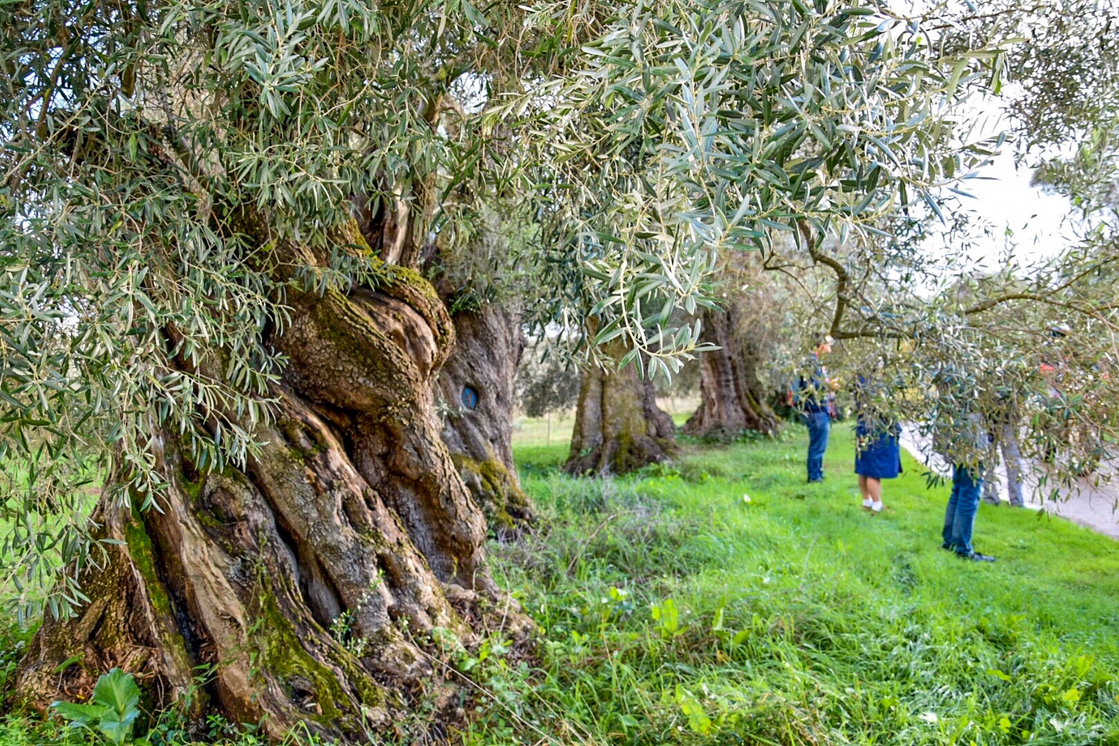 passeggiata alla scoperta delle erbe spontanee