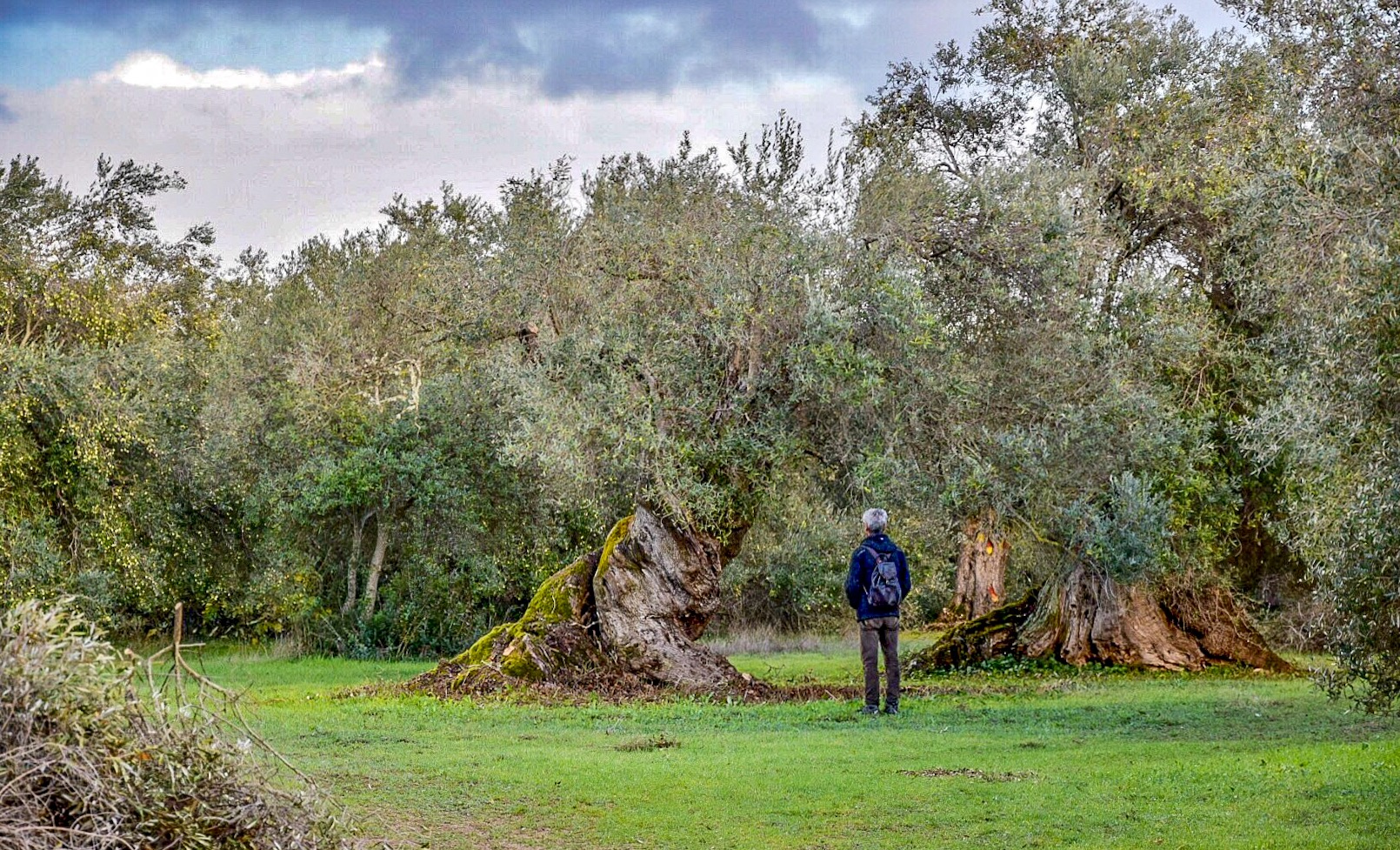 Dialoghi di Botanica: gli Alberi Monumentali - immagine 18