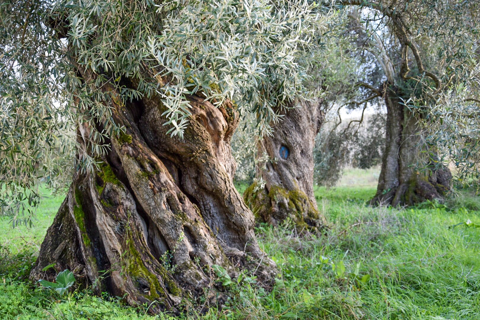 Dialoghi di Botanica: gli Alberi Monumentali - immagine 17