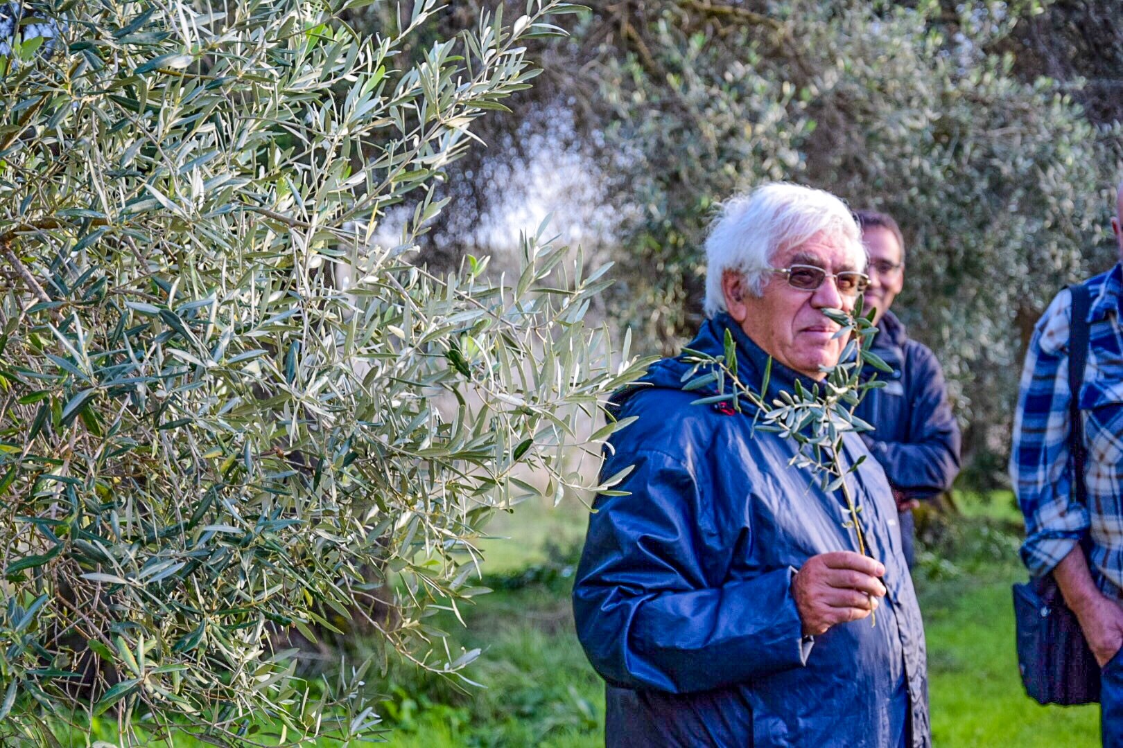 Dialoghi di Botanica: gli Alberi Monumentali - immagine 16