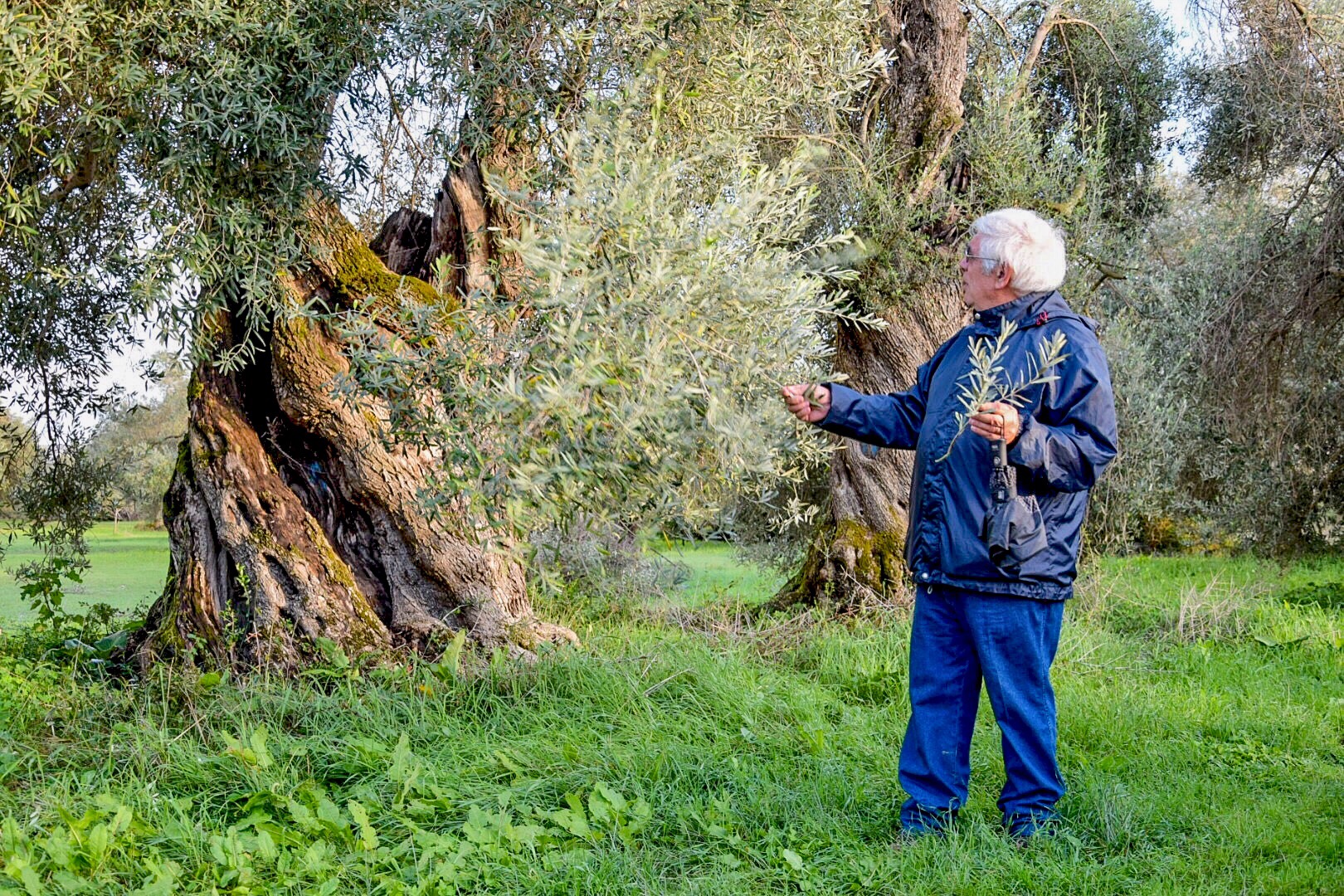 Dialoghi di Botanica: gli Alberi Monumentali - immagine 14