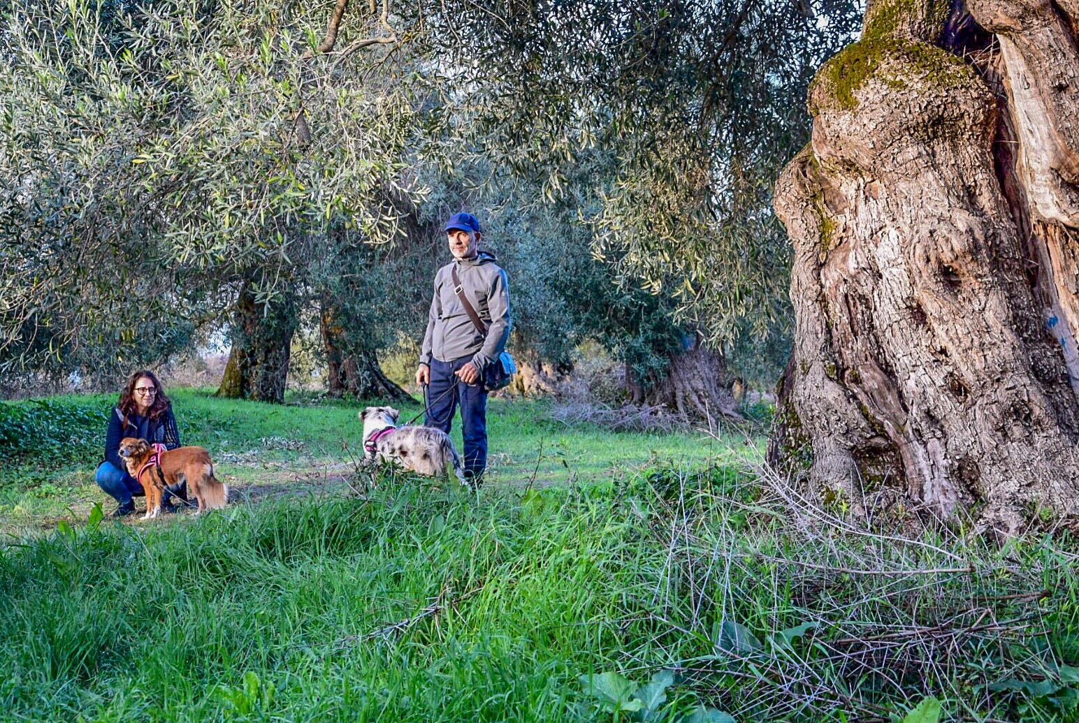 Dialoghi di Botanica: gli Alberi Monumentali - immagine 15