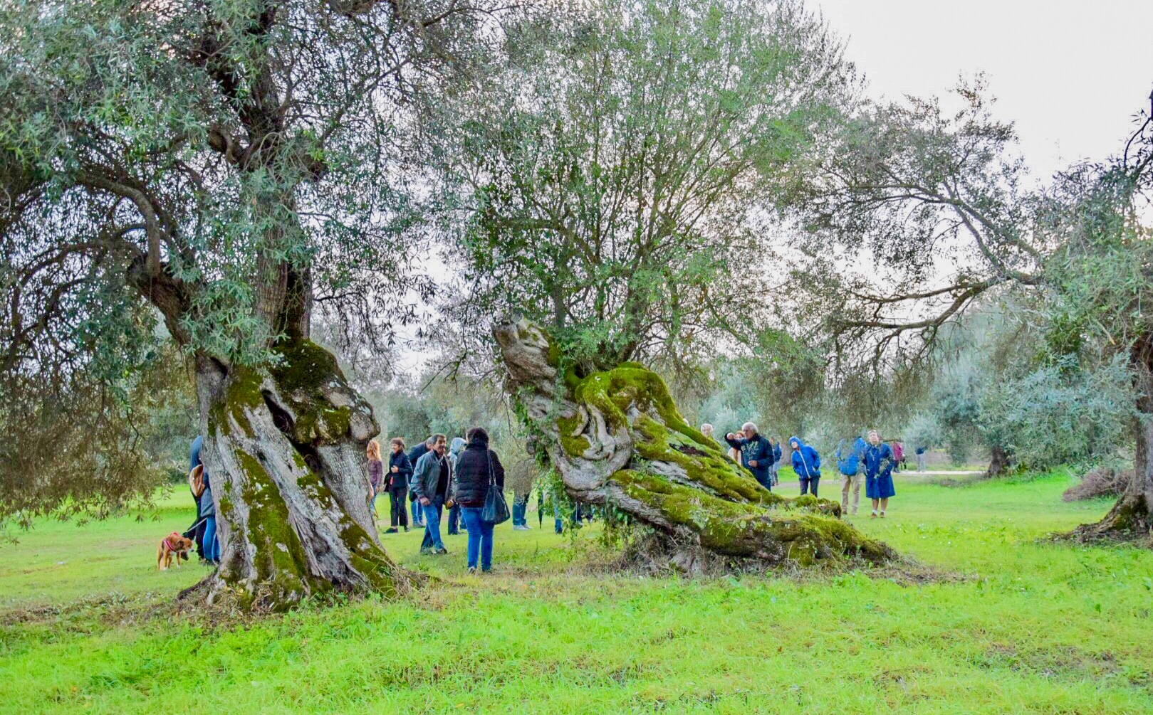 Dialoghi di Botanica: gli Alberi Monumentali - immagine 13