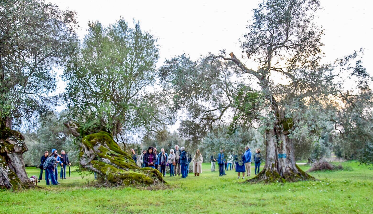 Dialoghi di Botanica: gli Alberi Monumentali - immagine 12