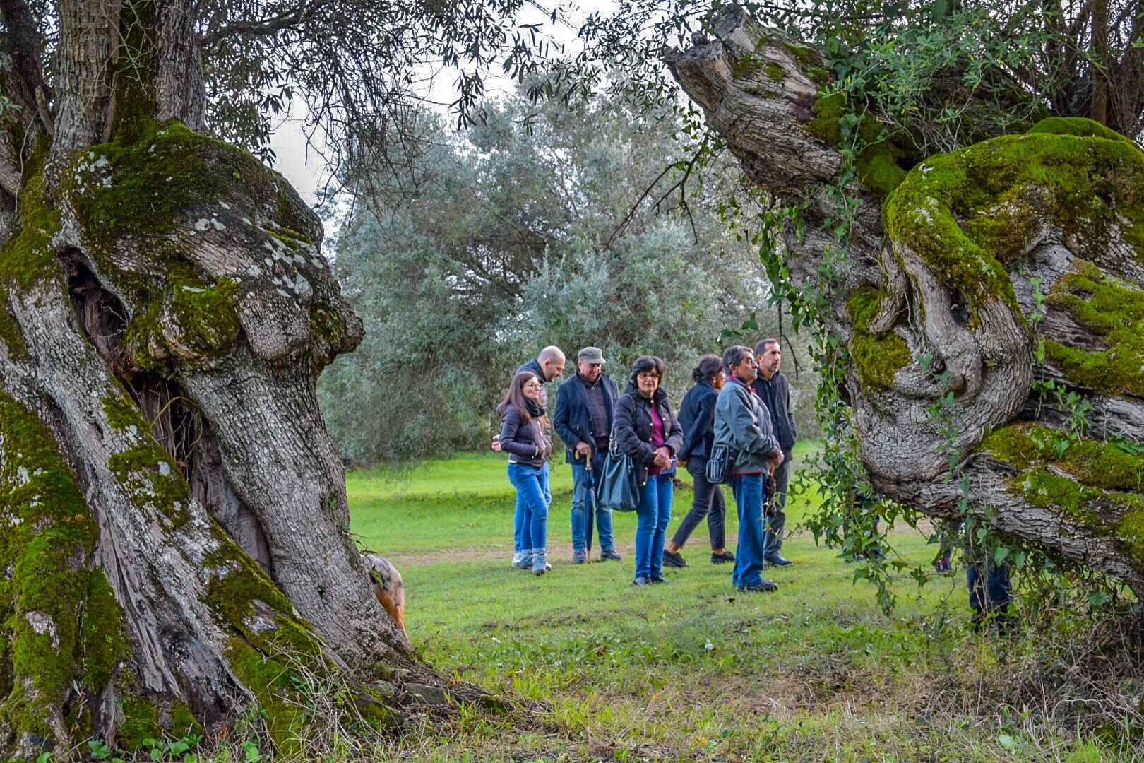 Dialoghi di Botanica: gli Alberi Monumentali - immagine 8