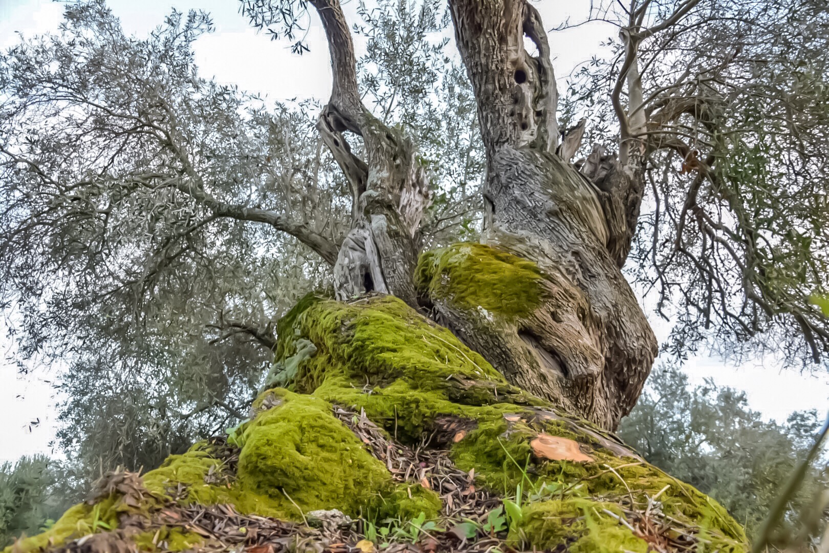 Dialoghi di Botanica: gli Alberi Monumentali - immagine 11
