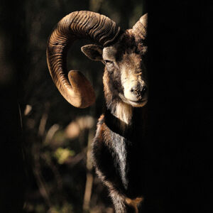 Laboratorio di fotografia naturalistica Longufresu