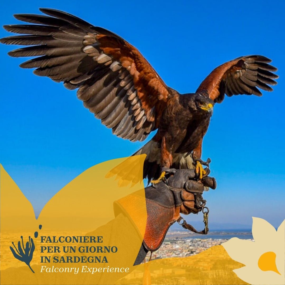 Falconiere per un giorno in Sardegna - immagine 2