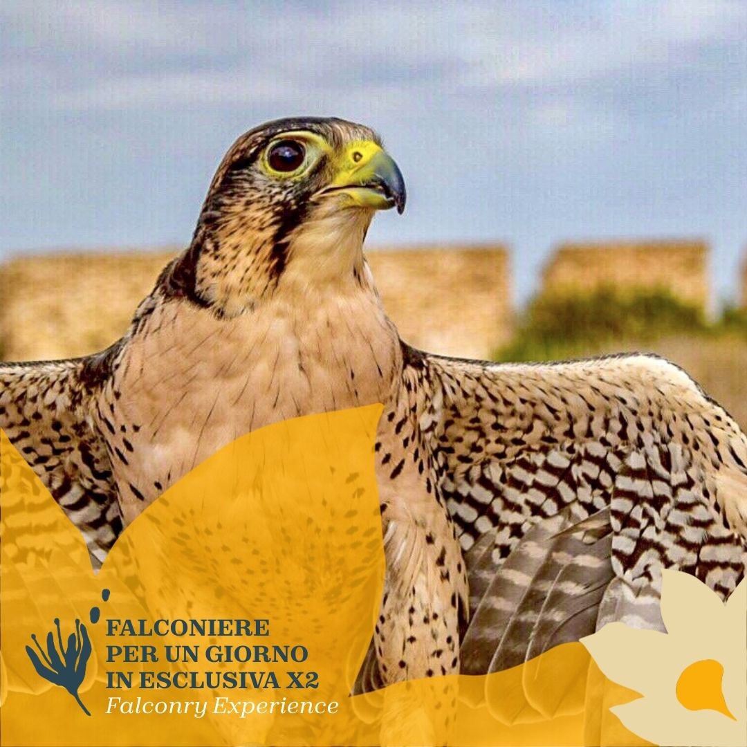 Falconiere per un giorno in Sardegna: incontro esclusivo per 2 persone!