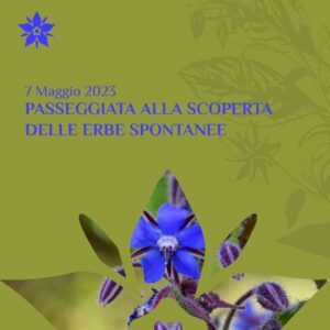 passeggiata alla scoperta delle erbe spontanee