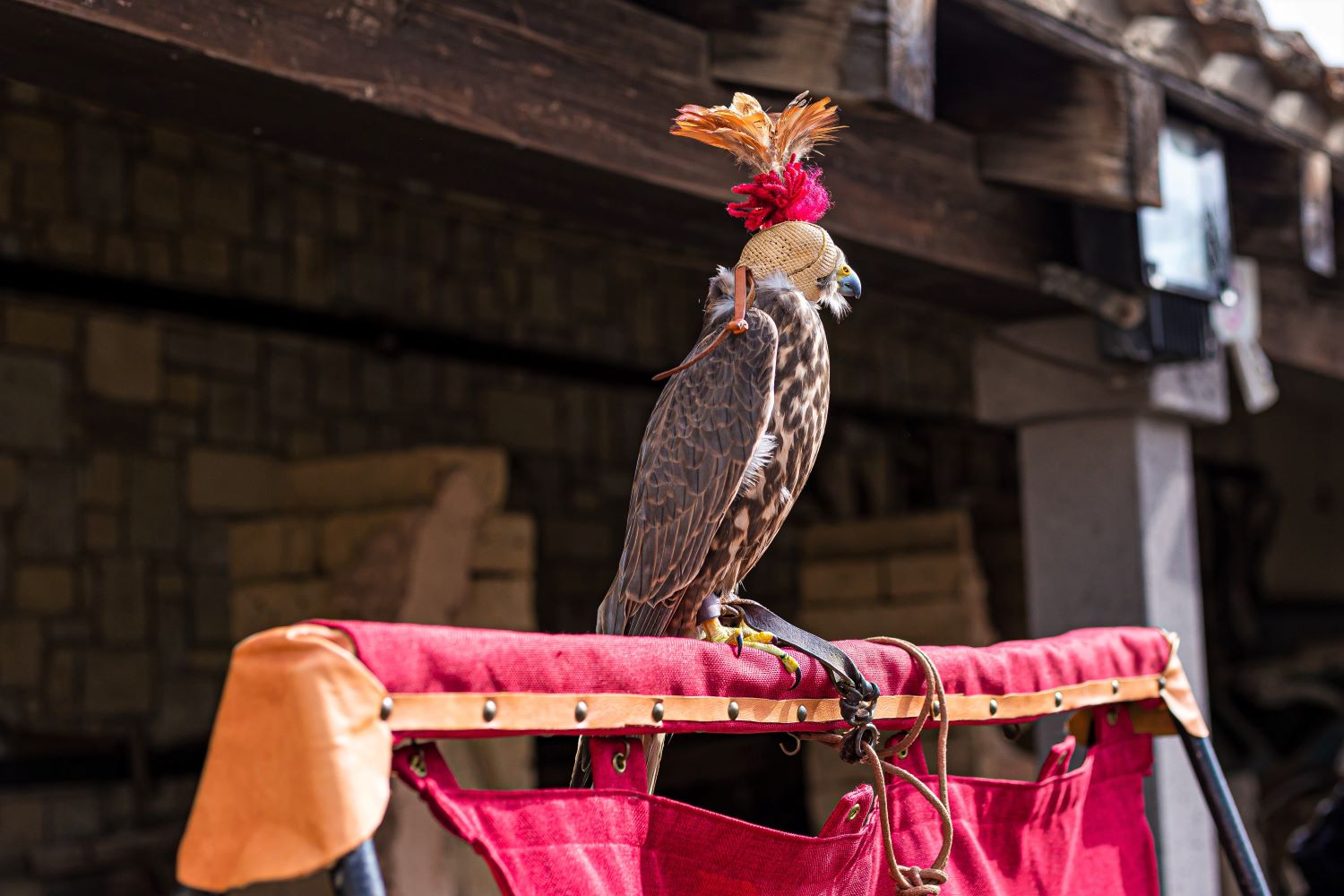 Falconiere per un giorno