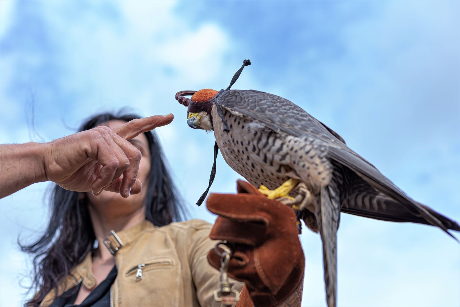 Falconiere per un giorno