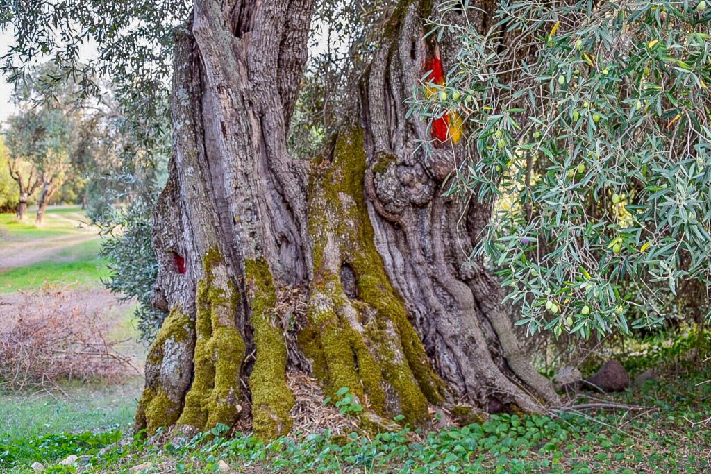 TERRA DELLA MARMILLA