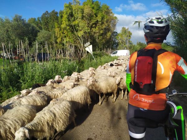 Ciclovia degli stagni: escursione in bici lungo la laguna di Cabras