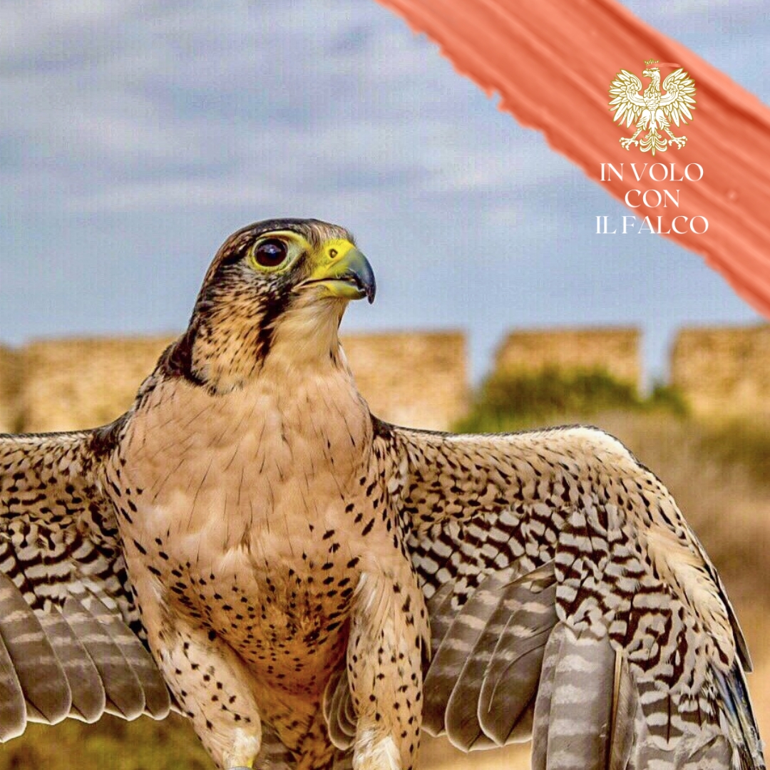 In volo con il falco tra i profumi del mare l'Altra Sardegna