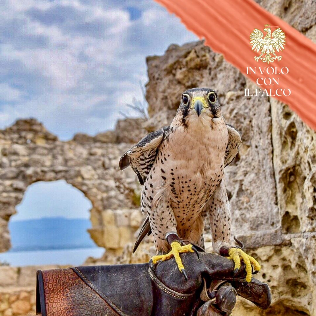 IN VOLO CON IL FALCO TRA I PROFUMI DEL MARE