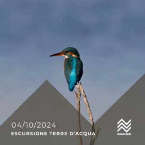 Escursione Terre d'Acqua: birdwatching in laguna