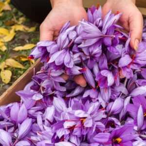 l'arte di tingere i tessuti con lo zafferano