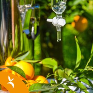 L'arte della distillazione degli oli essenziali tra gli agrumeti di Villacidro