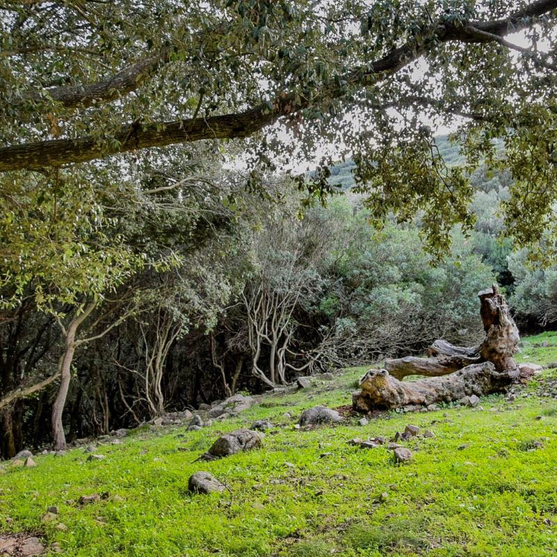 La via dell'acqua in Sardegna tra boschi, salti e cascate di Villacidro