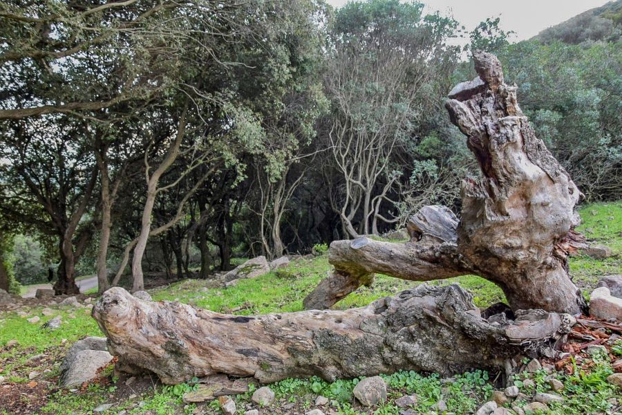 La via dell'acqua in Sardegna tra boschi, salti e cascate di Villacidro