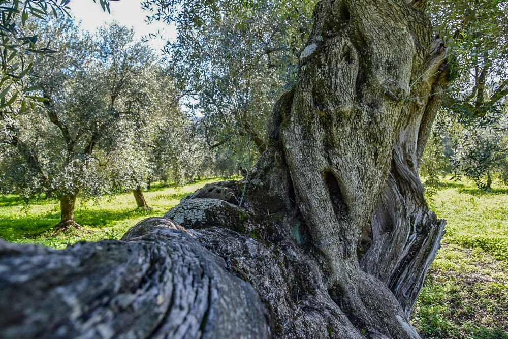 Picnic tra gli ulivi secolari di Villacidro