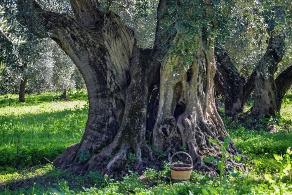 Picnic tra gli ulivi secolari di Villacidro